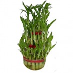 send  Lucky bamboo delivery