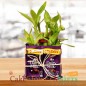 2 layer bamboo plant n chocolate