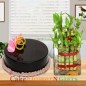 lucky bamboo plant and half kg chocolate cake round shape