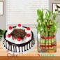 lucky bamboo plant and half kg black forest cake