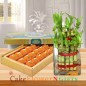 lucky bamboo plant and half kg desi ghee laddu