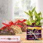 half kg dry fruit rakhi n chocolate n 2 layer lucky bamboo plant