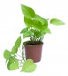 money plant