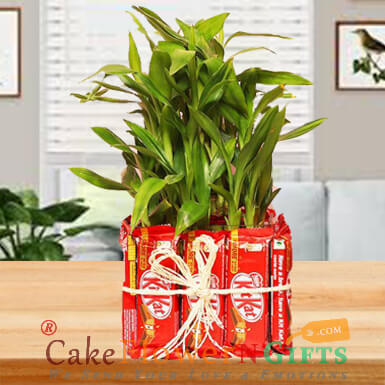 send  3 layer bamboo plant n kitkat chocolate delivery