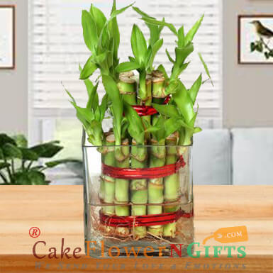send 2 Layer Lucky Bamboo Plant delivery