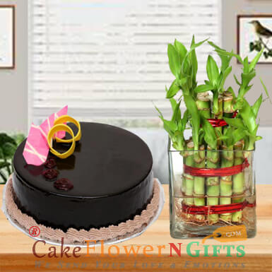 send lucky bamboo plant and half kg chocolate cake round shape delivery