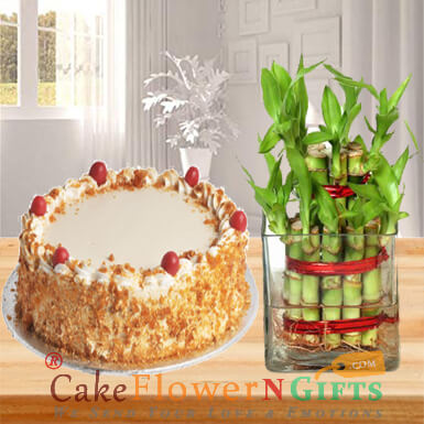 send lucky bamboo plant and half kg butterscotch cake delivery