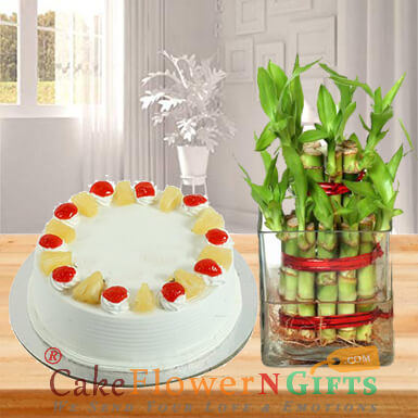 send lucky bamboo plant and half kg pineapple cake delivery