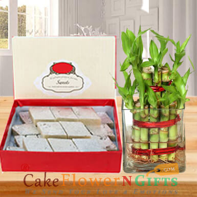 send lucky bamboo plant and 1 kg kaju barfi delivery