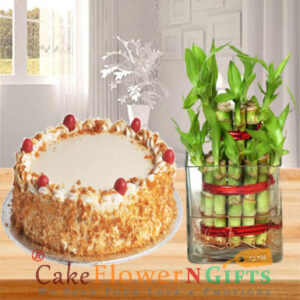 lucky-bamboo-plant-and-half-kg-butterscotch-cake-round-shape